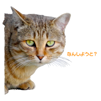 猫6