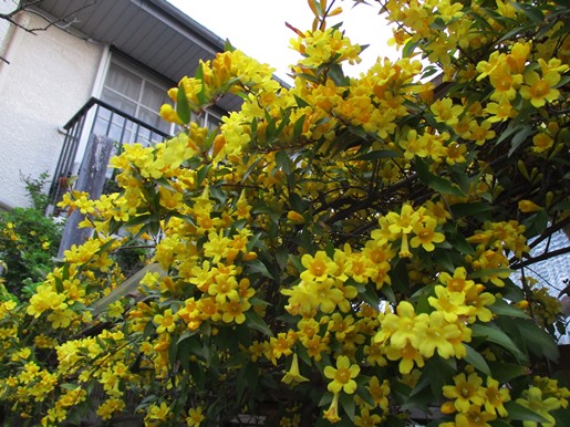 IMG_2384ｶﾛﾗｲﾅｼﾞｬｽﾐﾝﾌﾞﾛｸﾞ.jpg