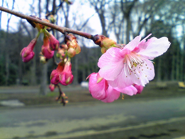 寒桜0307-3