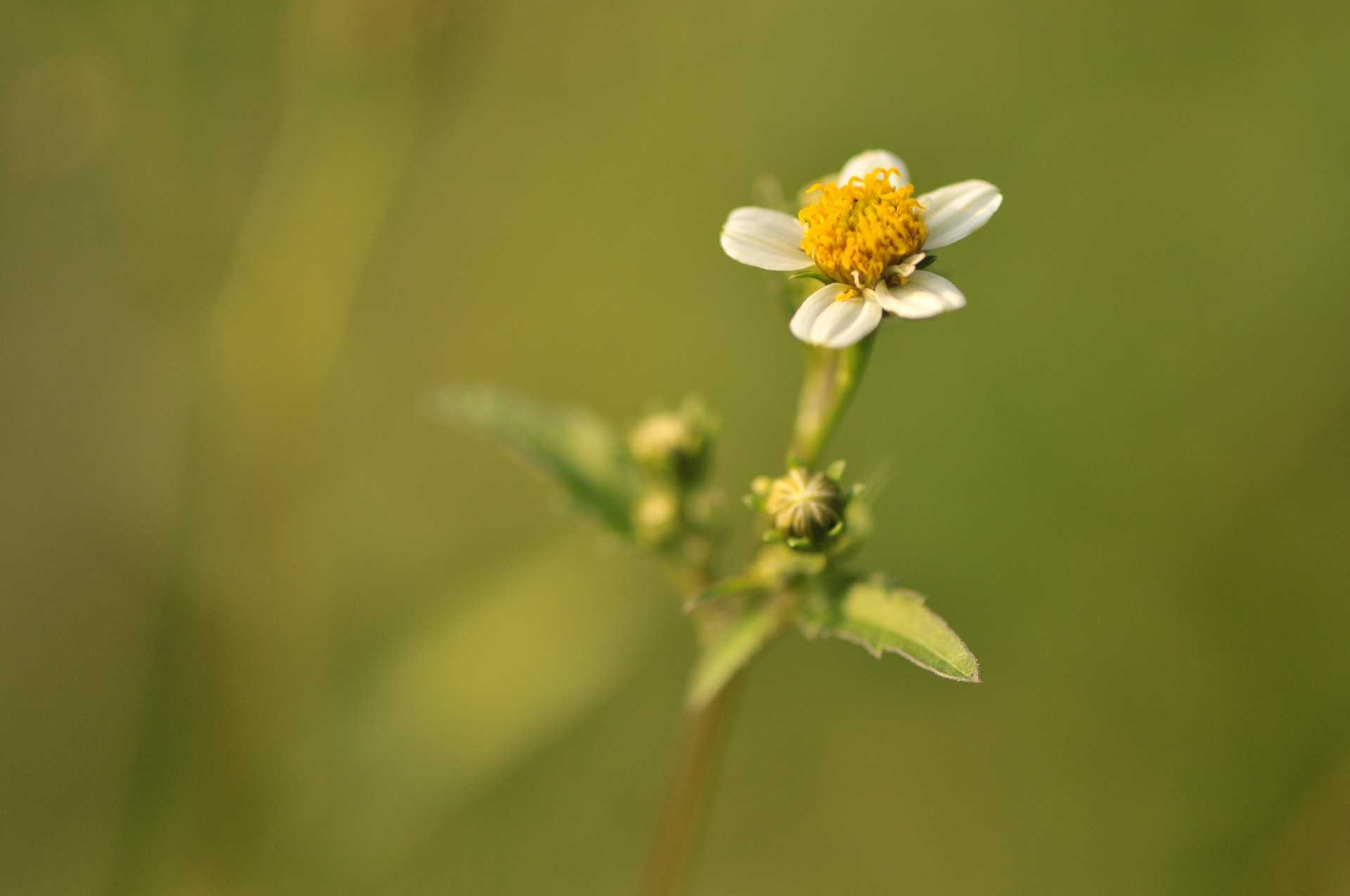 キク科センダングサ属 プリザ Hana 花 ガーデン 楽天ブログ
