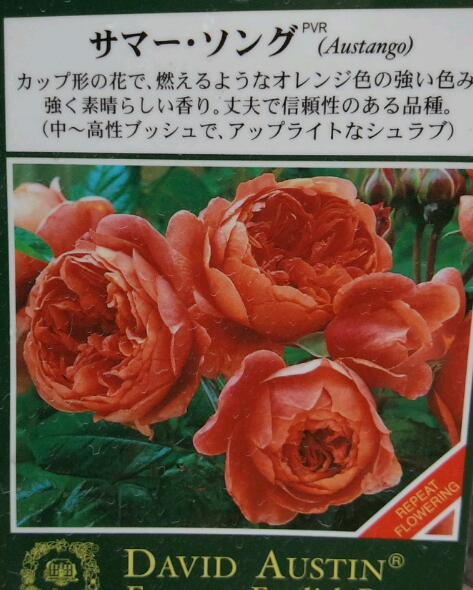 サマーソング.jpg