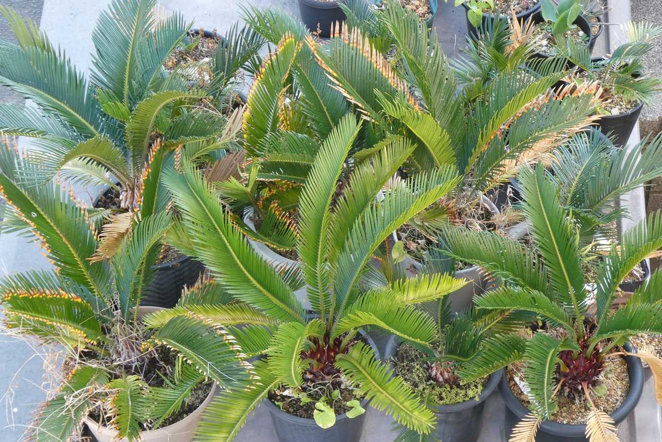 NEW!現品・現物マクロザミア・ムーレイ 10号 M6番 | 松や植物園 支店