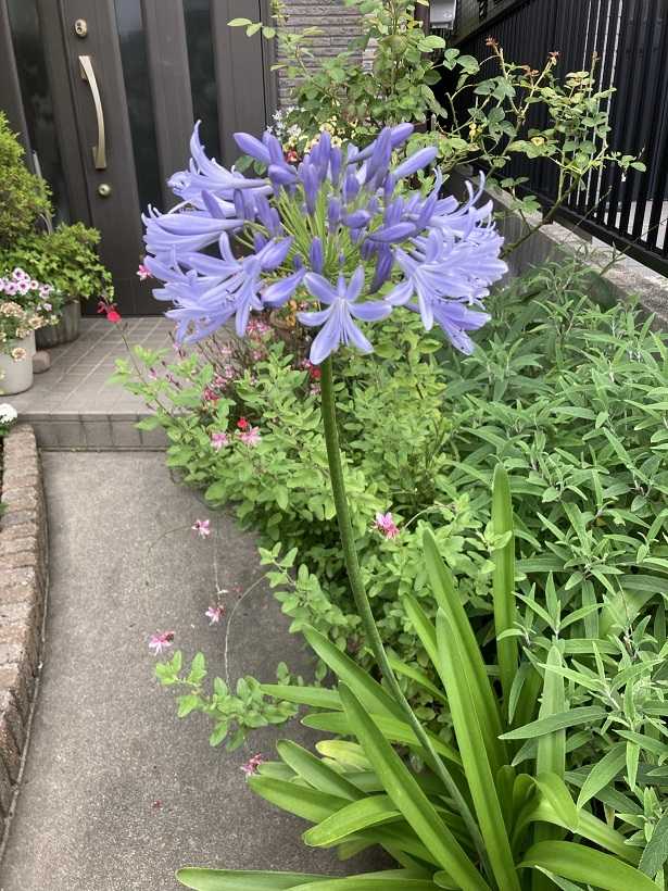 アガパンサスとひまわりが開花 ｔｅａ ｇａｒｄｅｎ ちょっとひとりごと 楽天ブログ