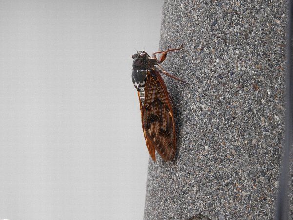 10ページ目の カテゴリ未分類 晴れ晴れ日記 デジブラ彩時季 花散歩日記 楽天ブログ