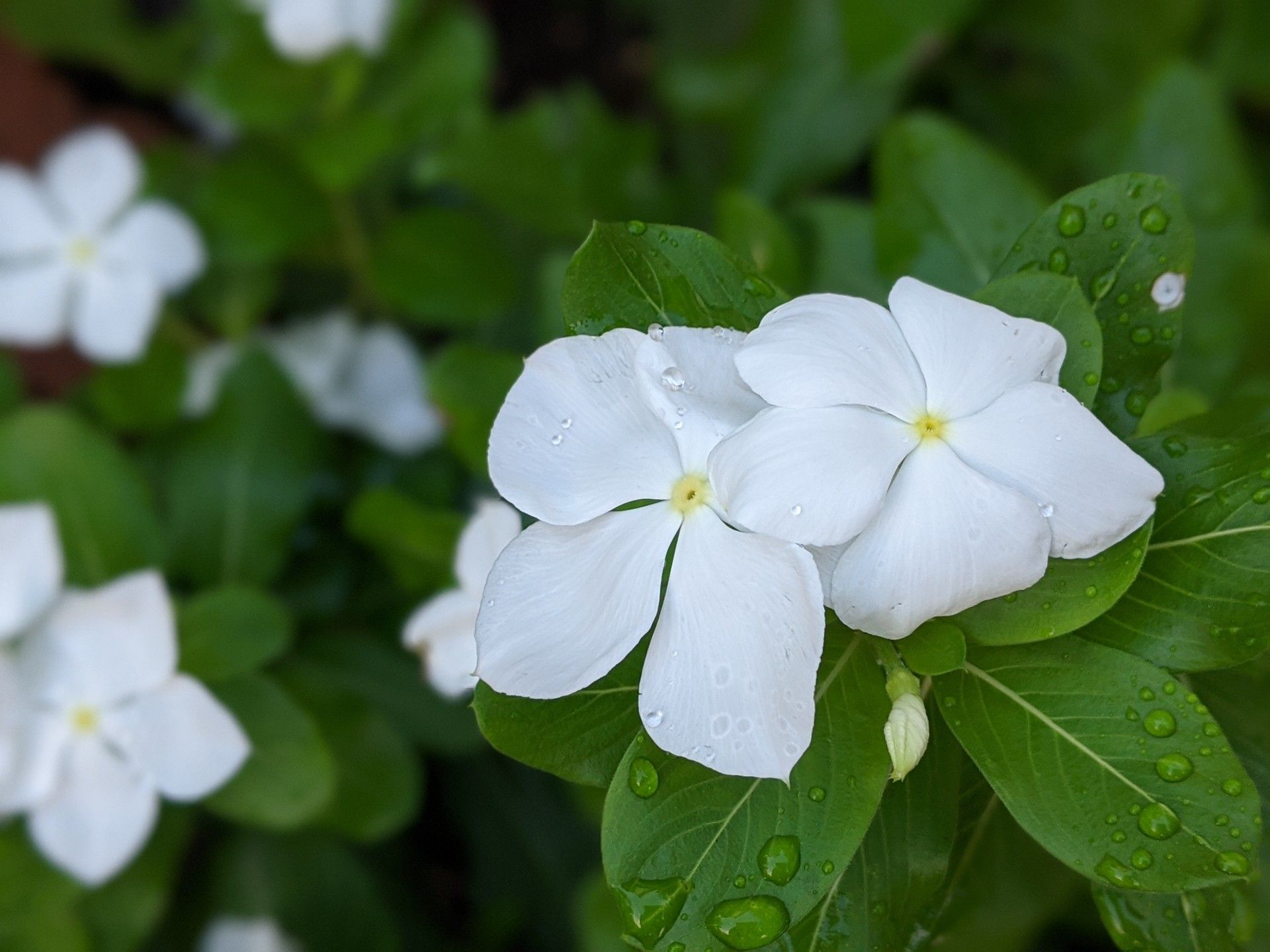 白い花のお庭 | ぐり～んおあしす (Oniwa cafe) - 楽天ブログ