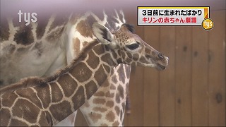 tysnews_アミメキリン.jpg