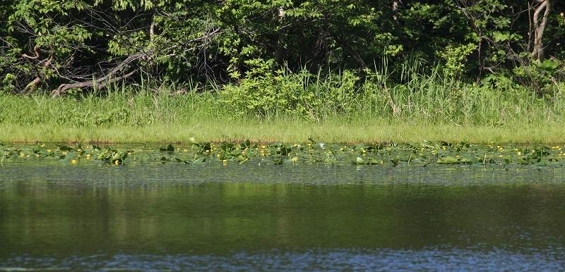 IMG_2998 (800x386).jpg