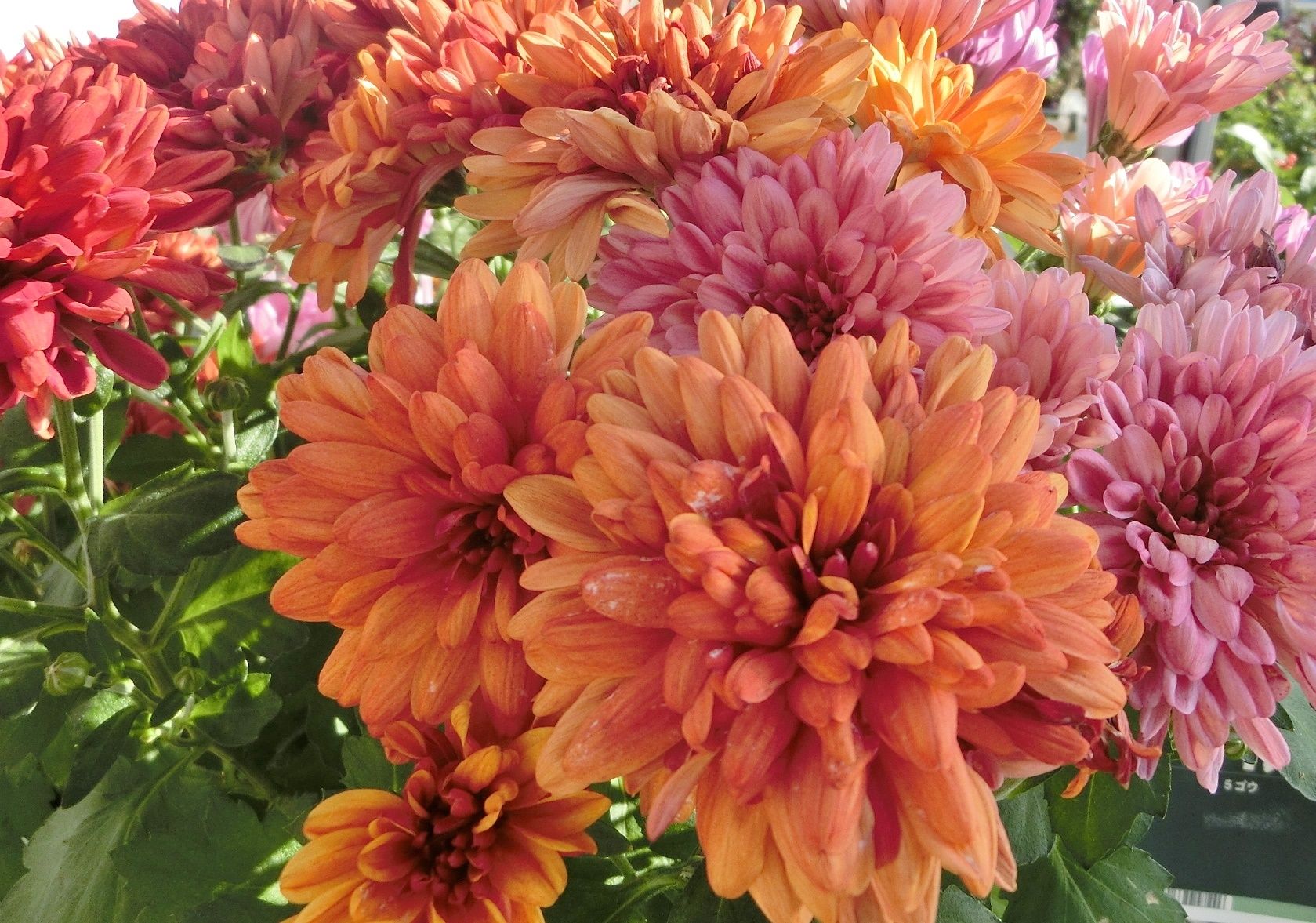 ポットマム カクテルマム ガーデンマム だい のひとりごと 楽天ブログ