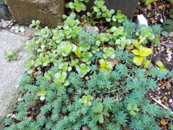 小庭のグランドカバー 疲れてガーデニングもできない一日 はっぴぃ小庭 ぐーたらママのお庭日記 楽天ブログ