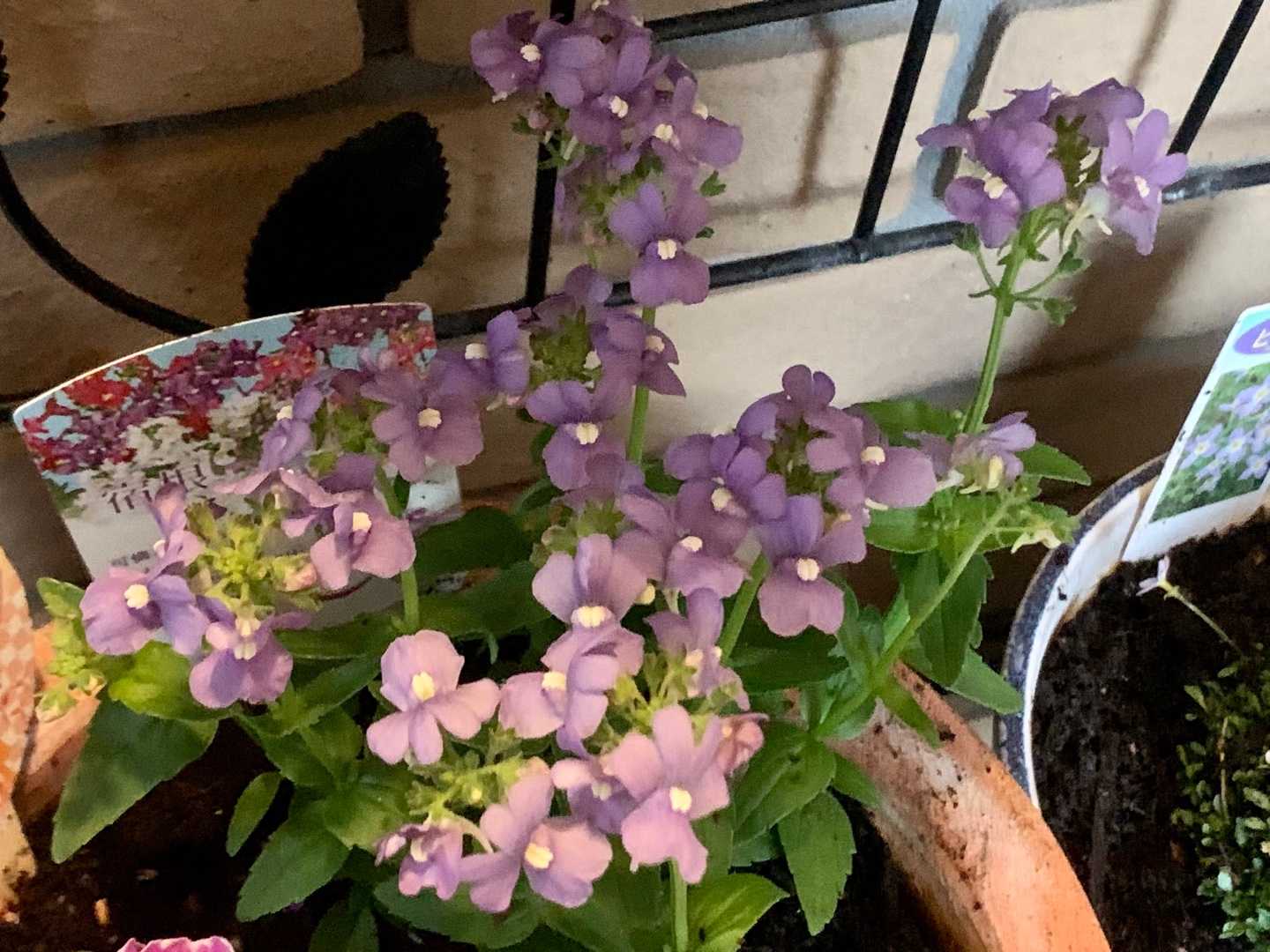 カインズホームで鉢 花苗を買いました 一口茶屋 整形外科へ行き 帰ってから花苗を植え付けました Music Land 私の庭の花たち 楽天ブログ