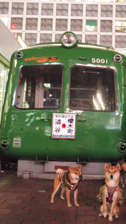 20121125つけま犬ぽちこピアス犬のこ電車の前