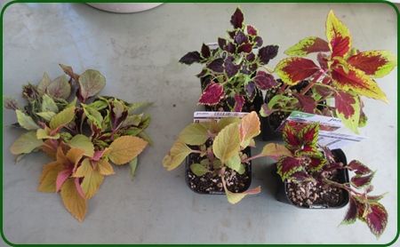 栄養系コリウスは購入すると挿し木をいっぱい コリウスの種類 狭い庭を花いっぱいにする育て方 楽天ブログ