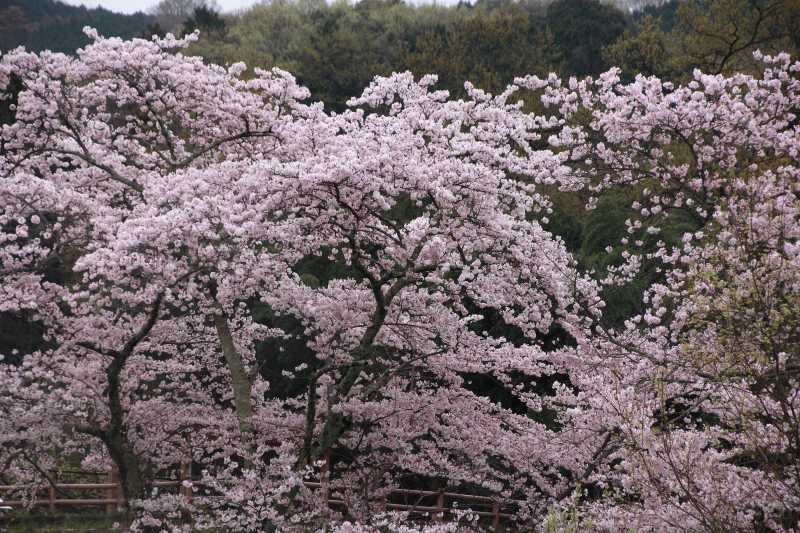 永久寺跡池のサクラ_009.jpg