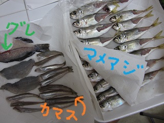 H25.6.30　マメアジ♪