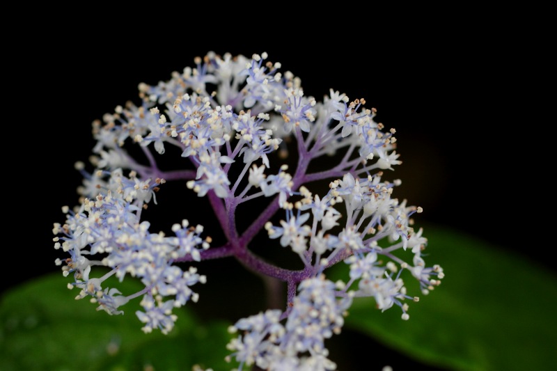 六甲山高山植物園花色々_06コアジサイ・マクロ.jpg