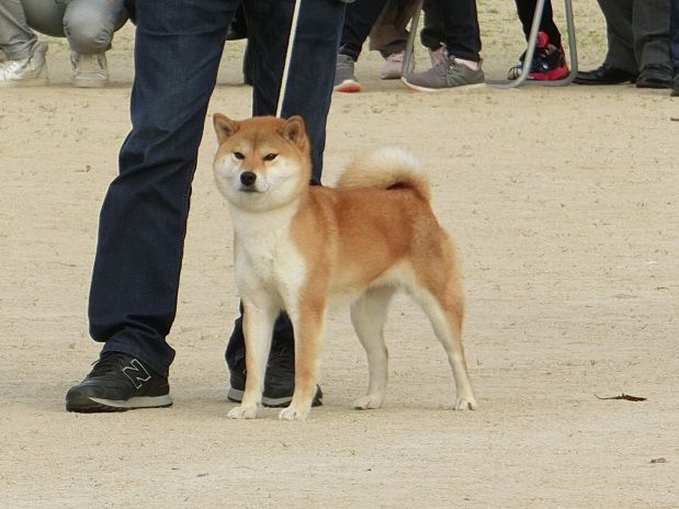 トップコレクション 日本 犬 保存 会 展覧 会 日程 人気のある画像を投稿する