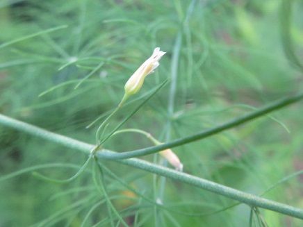アスパラガスの花 ブラックベリーは終盤へ 梅干し混ぜご飯 静かな時が流れる 風の庭 楽天ブログ