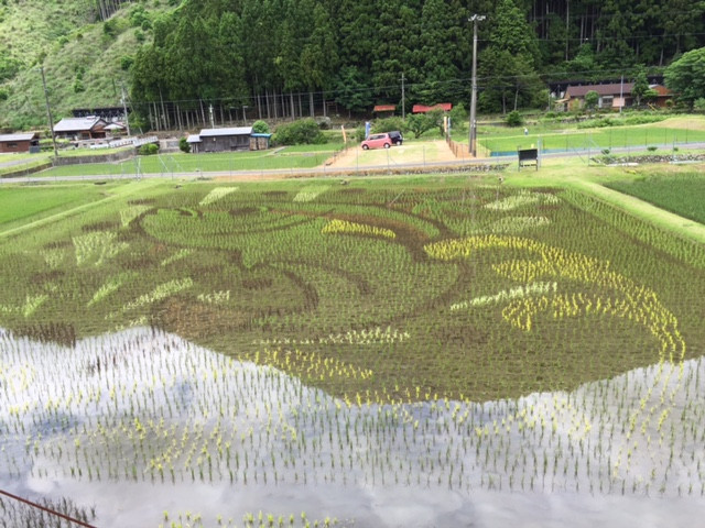 田んぼ（ぶり.jpg