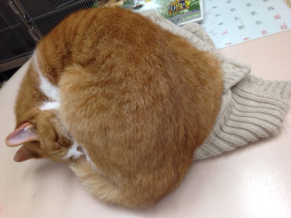 rblog-20141109162728-03.jpg