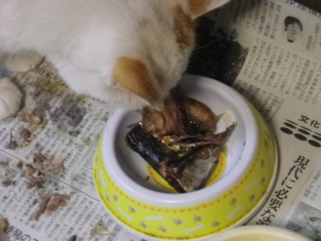 A秋刀魚919.jpg