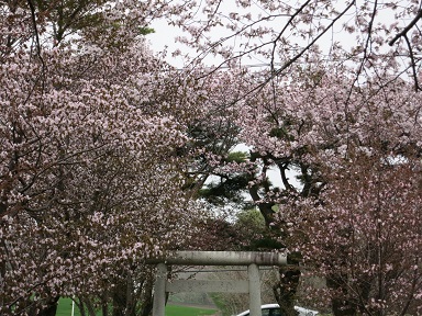 豊郷神社の桜10.jpg