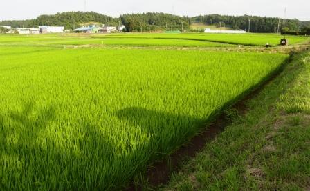 田んぼ