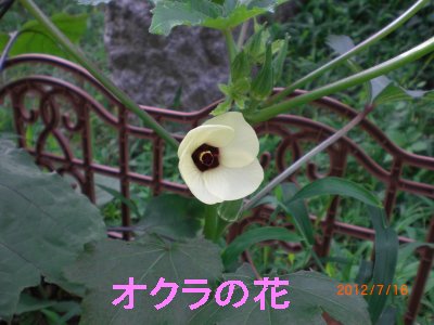 オクラ