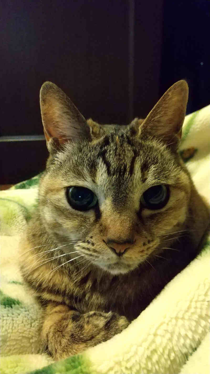 毛布の上にいるネコ