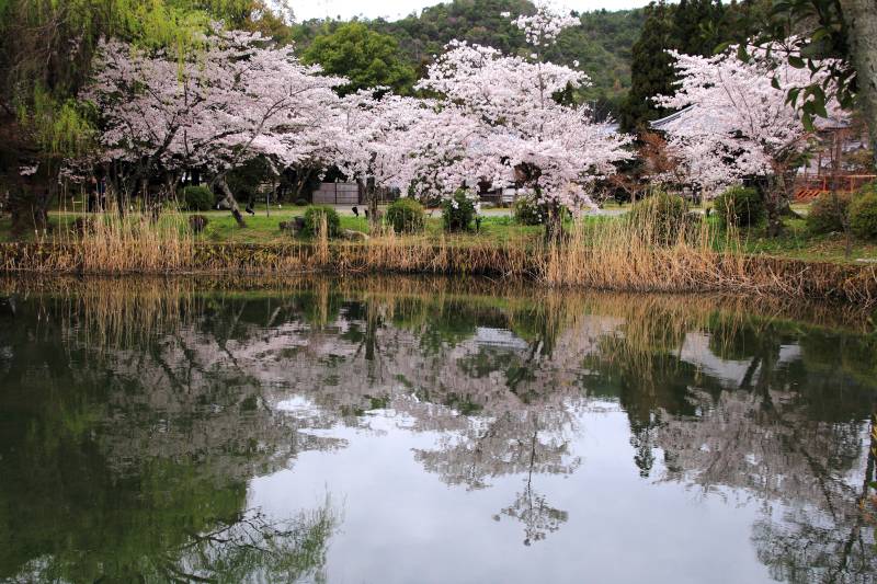 大沢池_004.jpg