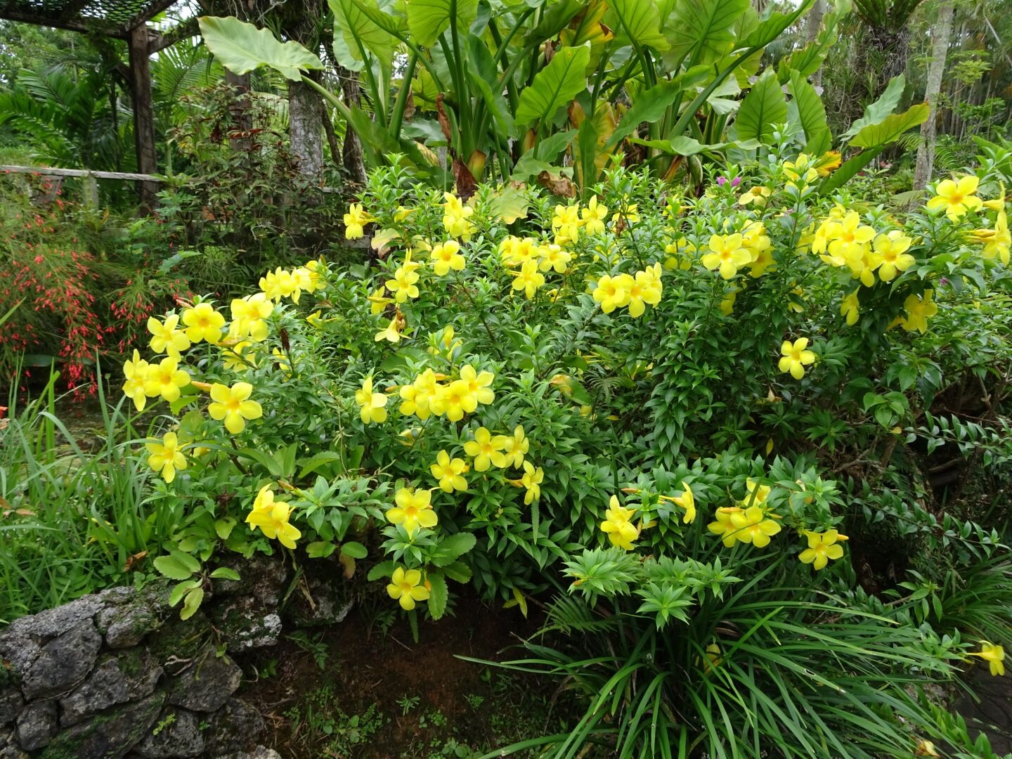 植物紀行 沖縄旅行 まちなか編 庭ぐらし 楽天ブログ 植物紀行 沖縄旅行 まちなか編 庭ぐらし 楽天ブログ