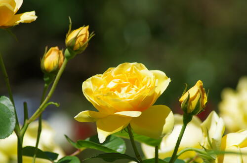 谷津バラ園のバラの花