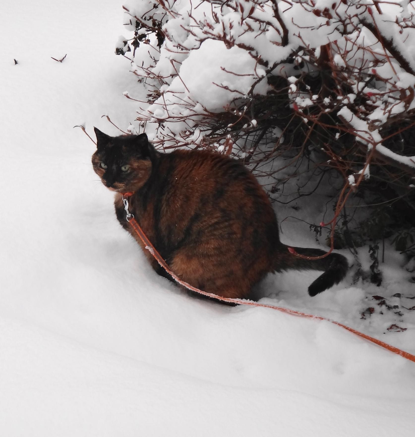 愛猫チビタンの冬の過ごし方 健康法 病気 花 愛猫のことなどアレコレ ガリレオ二世の気まぐれ日記 楽天ブログ 愛猫チビタンの冬の過ごし方 健康法 病気 花 愛猫のことなどアレコレ ガリレオ二世の気まぐれ日記 楽天ブログ