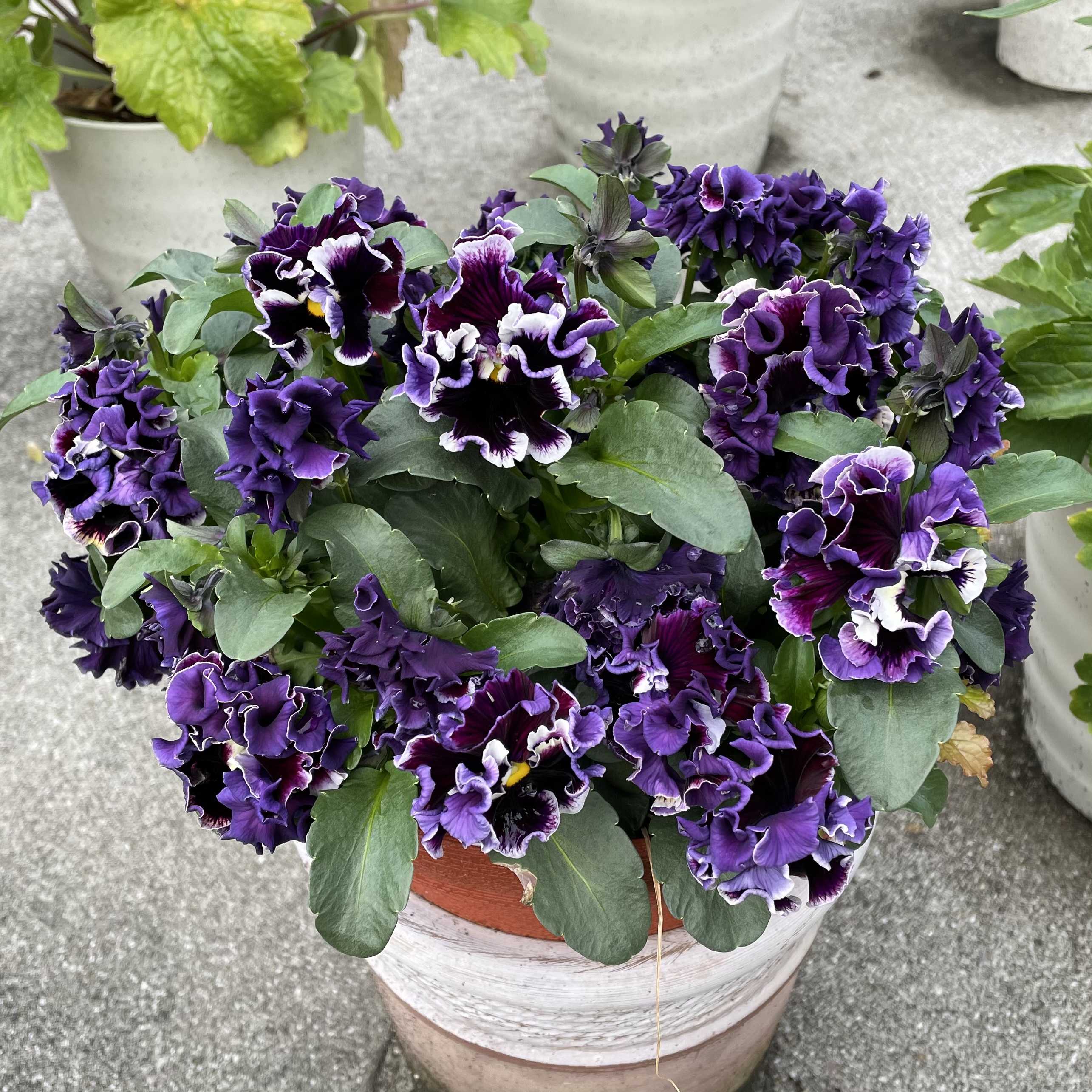 サティロス•ラナンキュラスラックス | ばらと猫とフラメンコ - 楽天ブログ