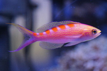 2012_1206ｱｻﾋ、全景0017.JPG