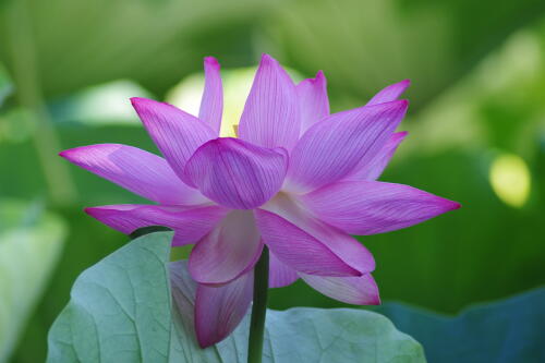 上野不忍池の蓮の花