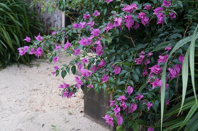 DSC03179.jpg