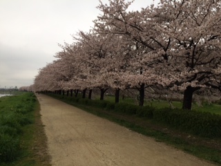 sakuranamiki.JPG