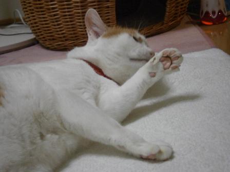 maruko