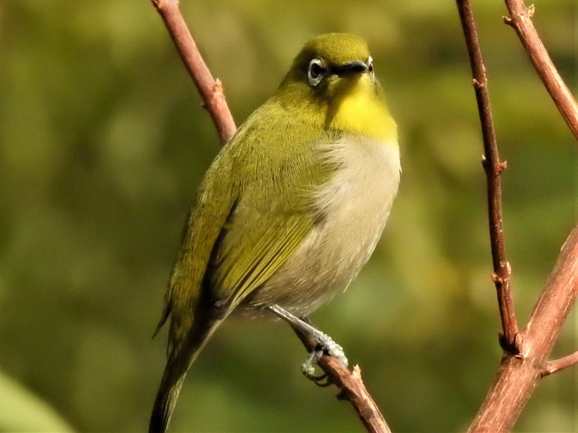 山の畑 鳥との1日 その３ メジロが超接近 Hanadai S Ocean 楽天ブログ