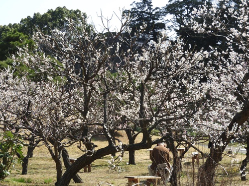 旧芝離宮恩賜庭園にて