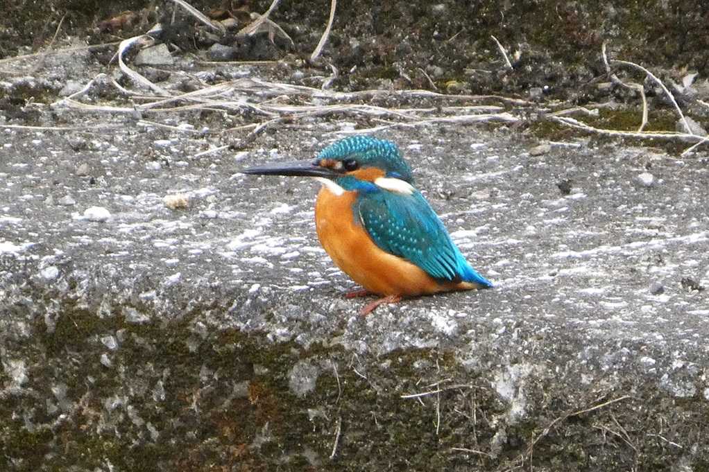 515