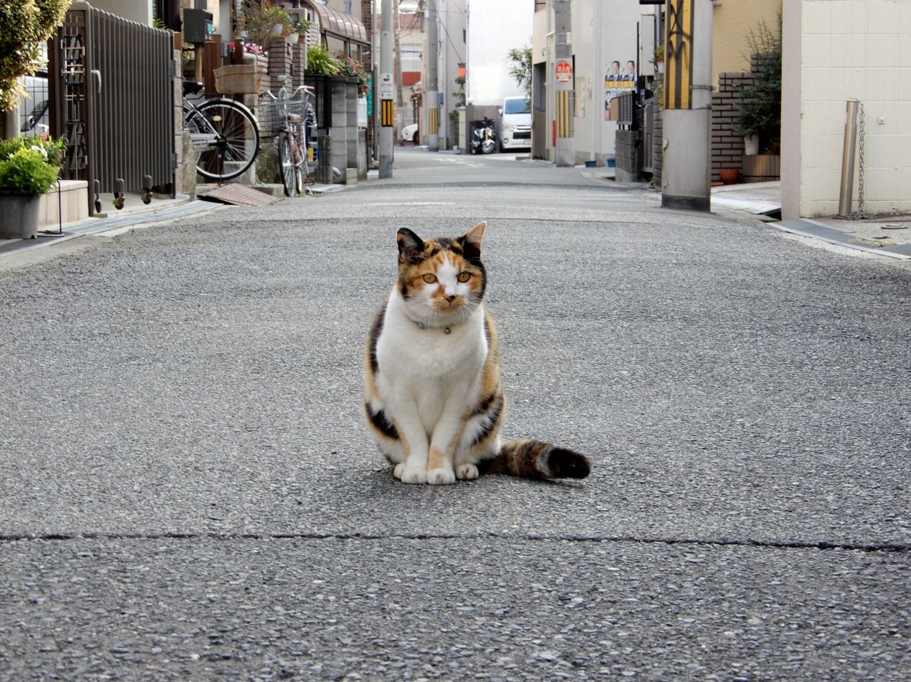 今年もよろしくお願いしますニョだ の巻 人さまのネコ 楽天ブログ