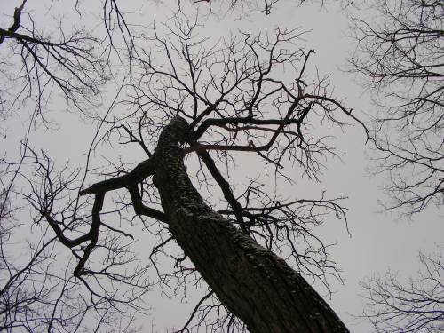 2017-03-24mori (2).JPG