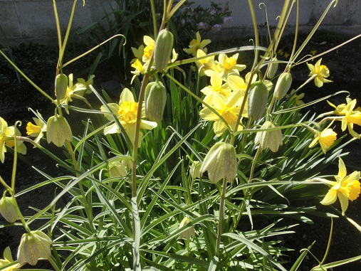 バイモユリと黄水仙