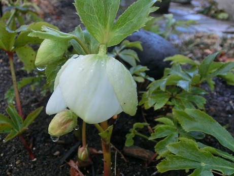 クリスマスローズ