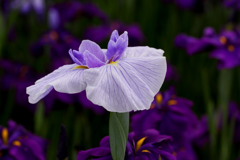 花菖蒲色々_09.jpg