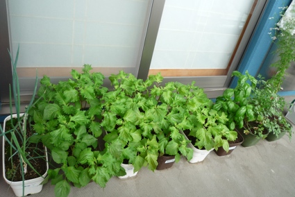 2012.06.16ヘ?ランタ?菜園10.jpg