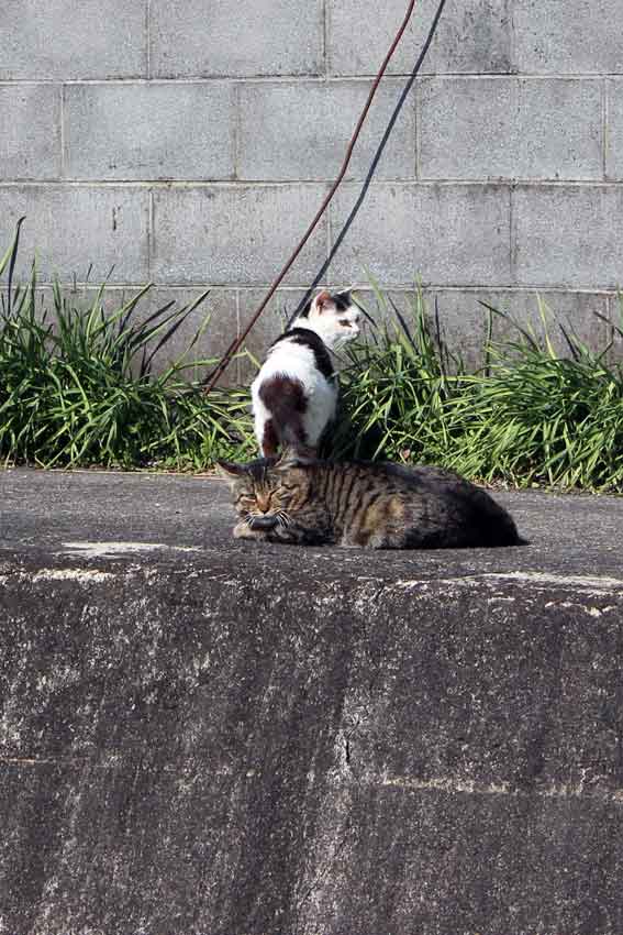 我が家のニャンコ♪2014/03/12-2