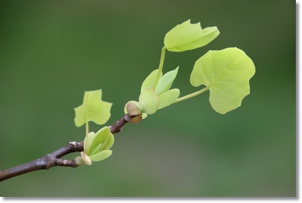 北部公園-1 ユリノキの新葉 16.4.10