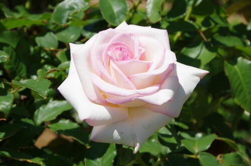 谷津バラ園のバラの花